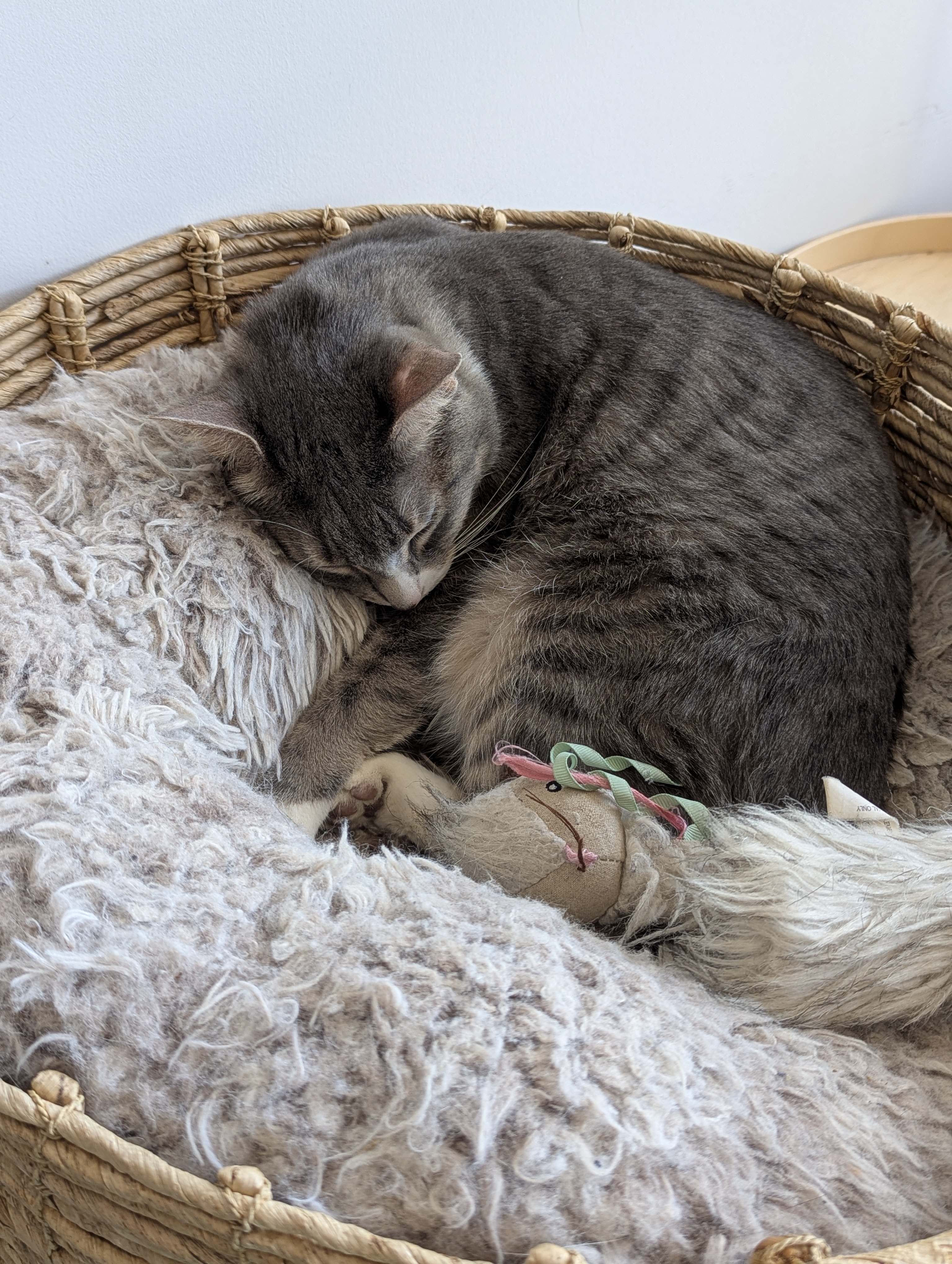 Birthday Trip to Canada, Cat Cafe, Edmonton